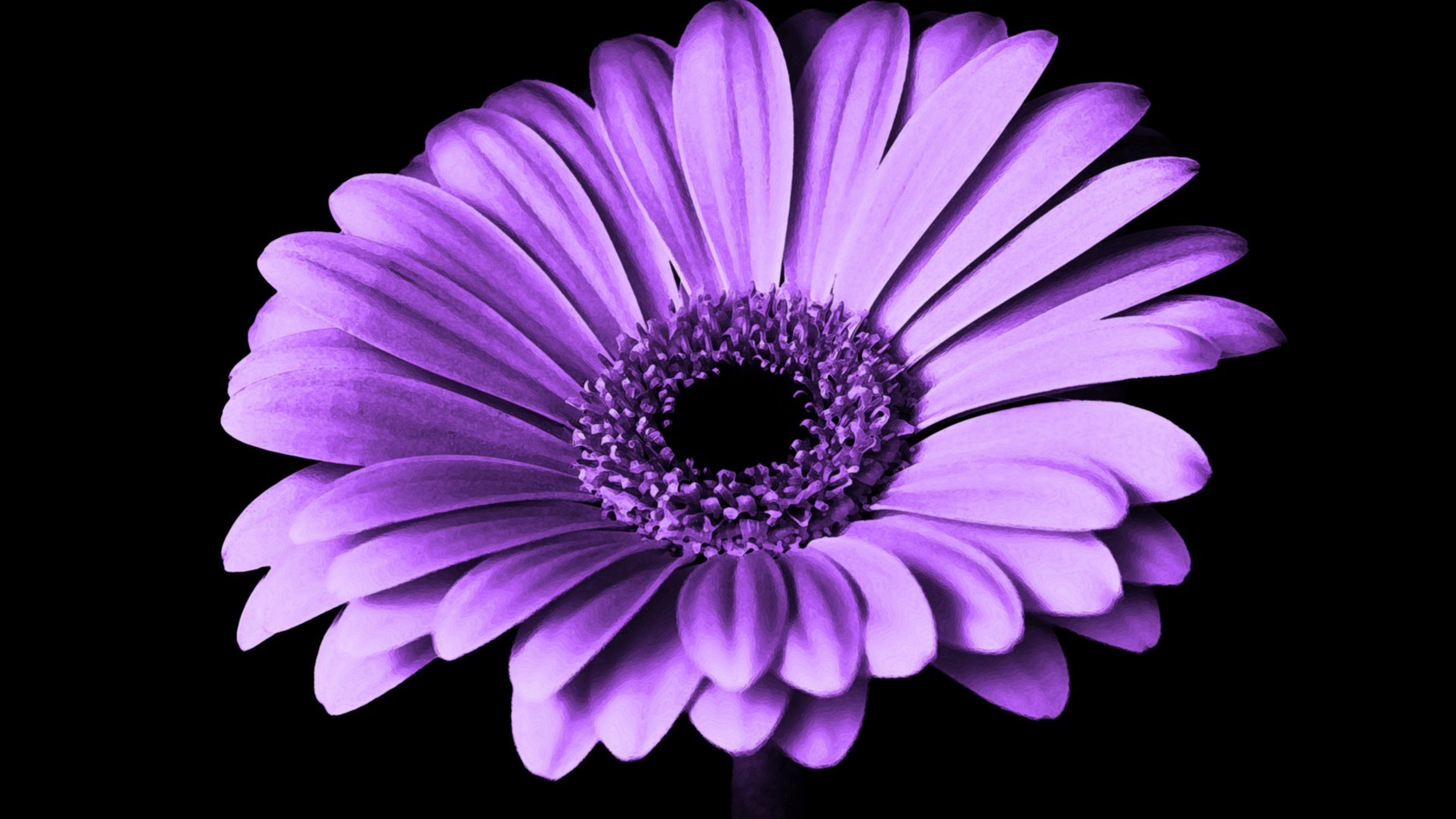 Wallpaper Violet Daisy Flower 1920x1080