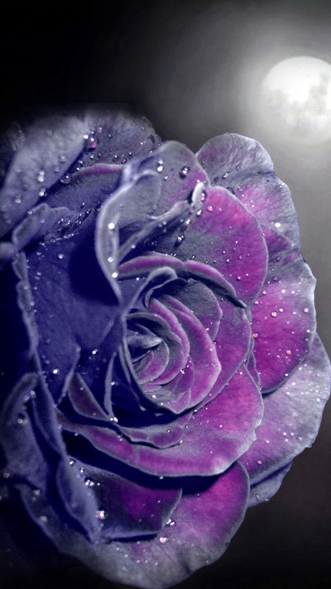 Purple Rose Wallpaper iPhone 1080x1920