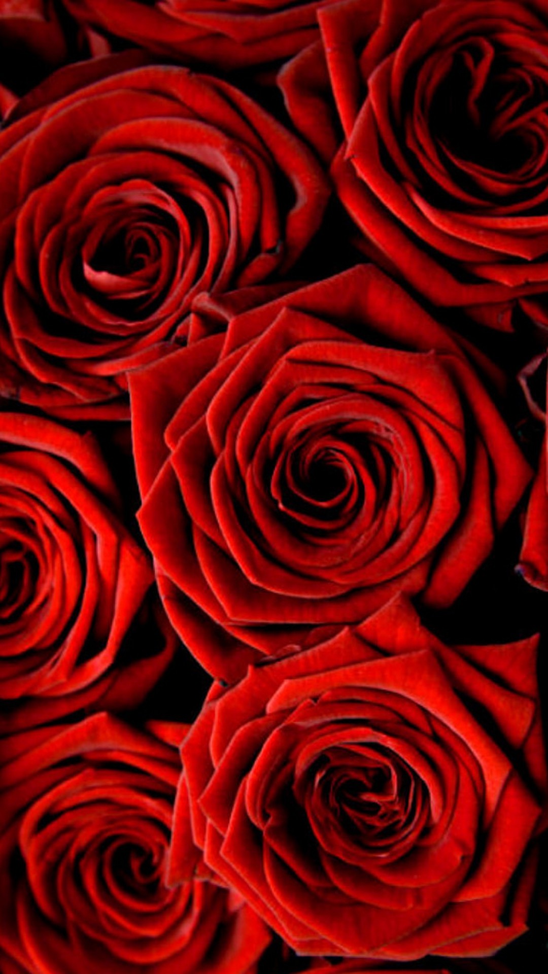 Rose Wallpaper For iPhone 1080x1920