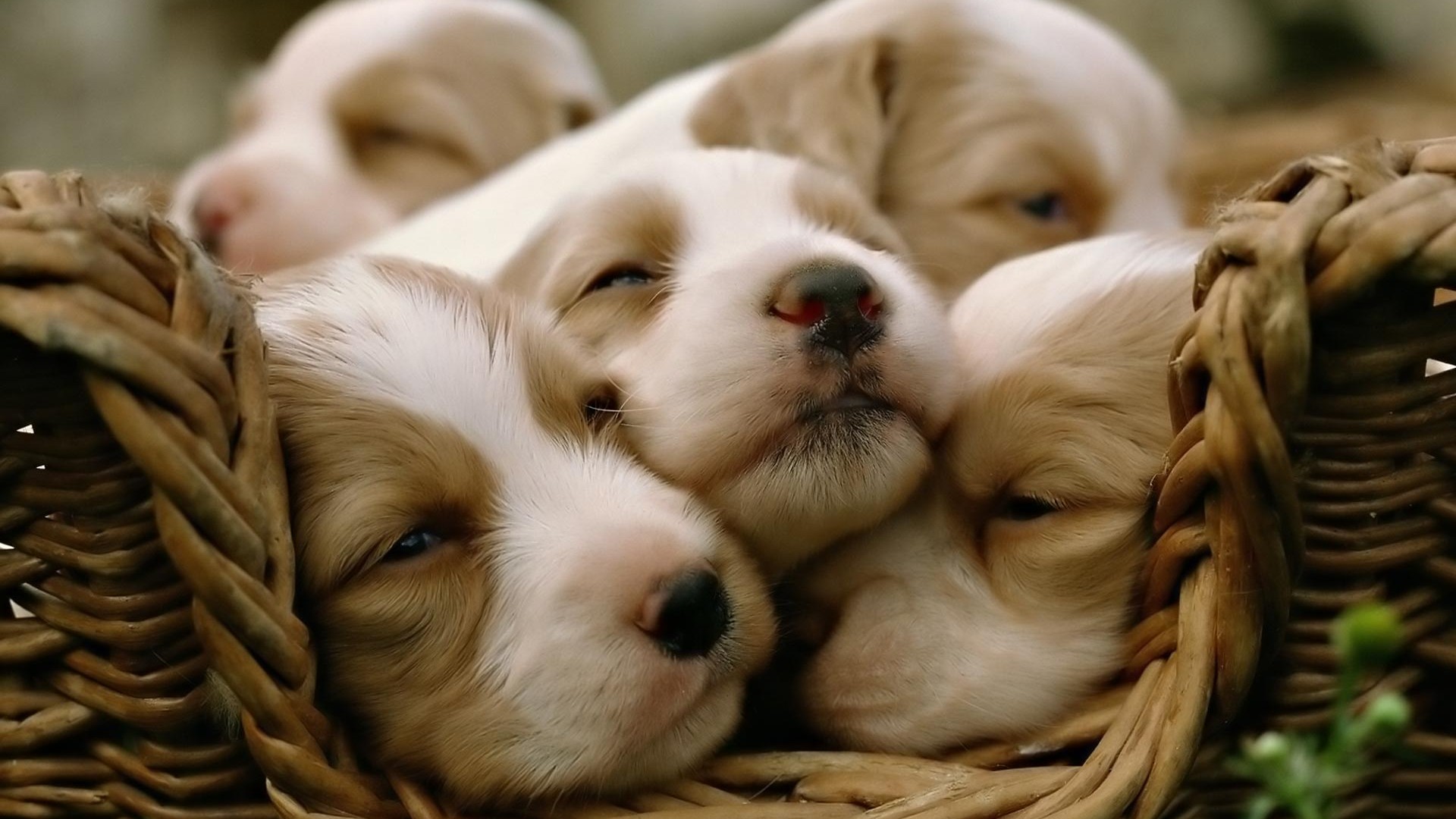 HD Pictures Of Puppies Backgrounds 1920x1080