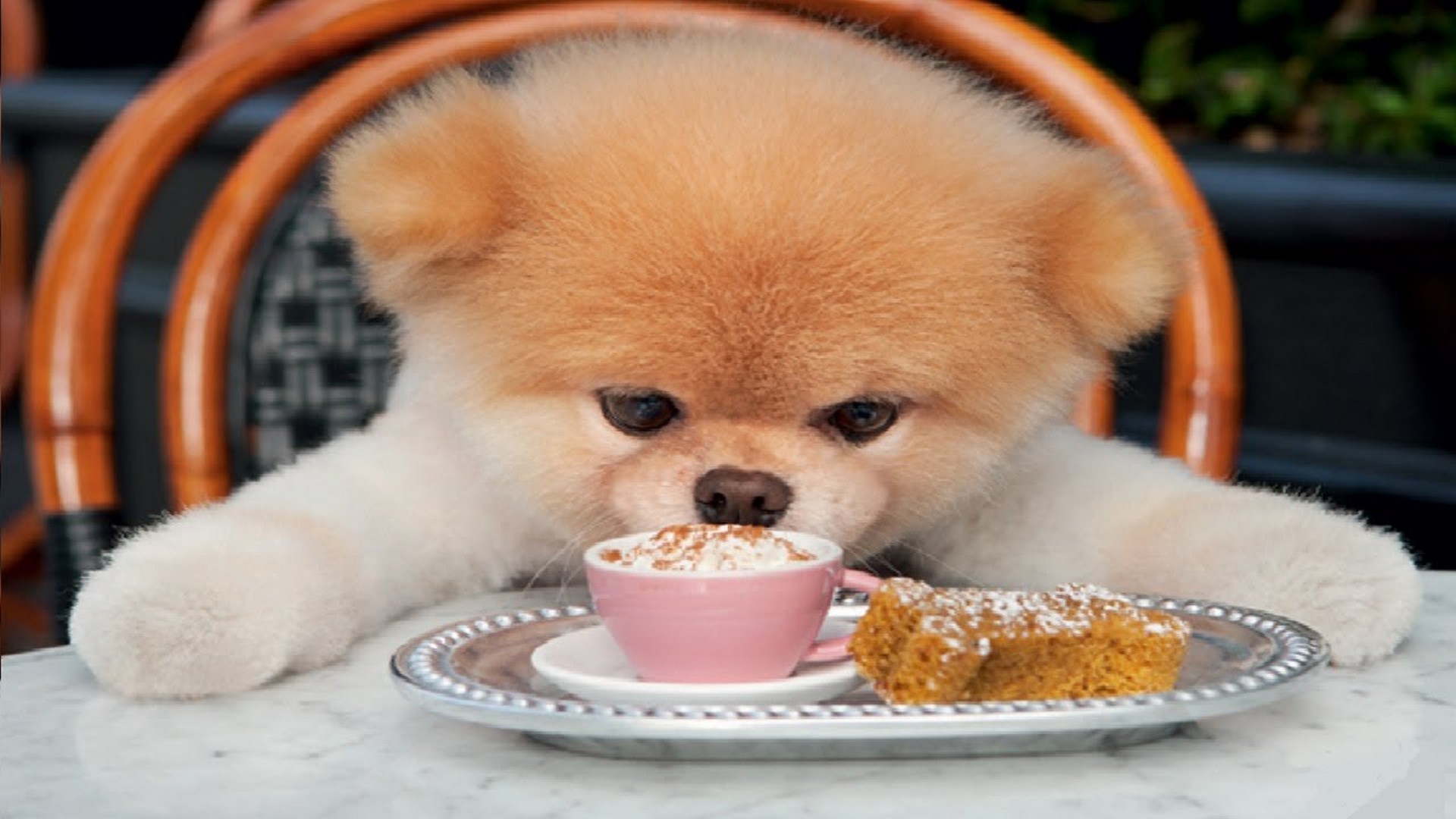 Wallpapers Cute Puppies 1920x1080
