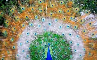 Beautiful Peacock Wallpaper HD