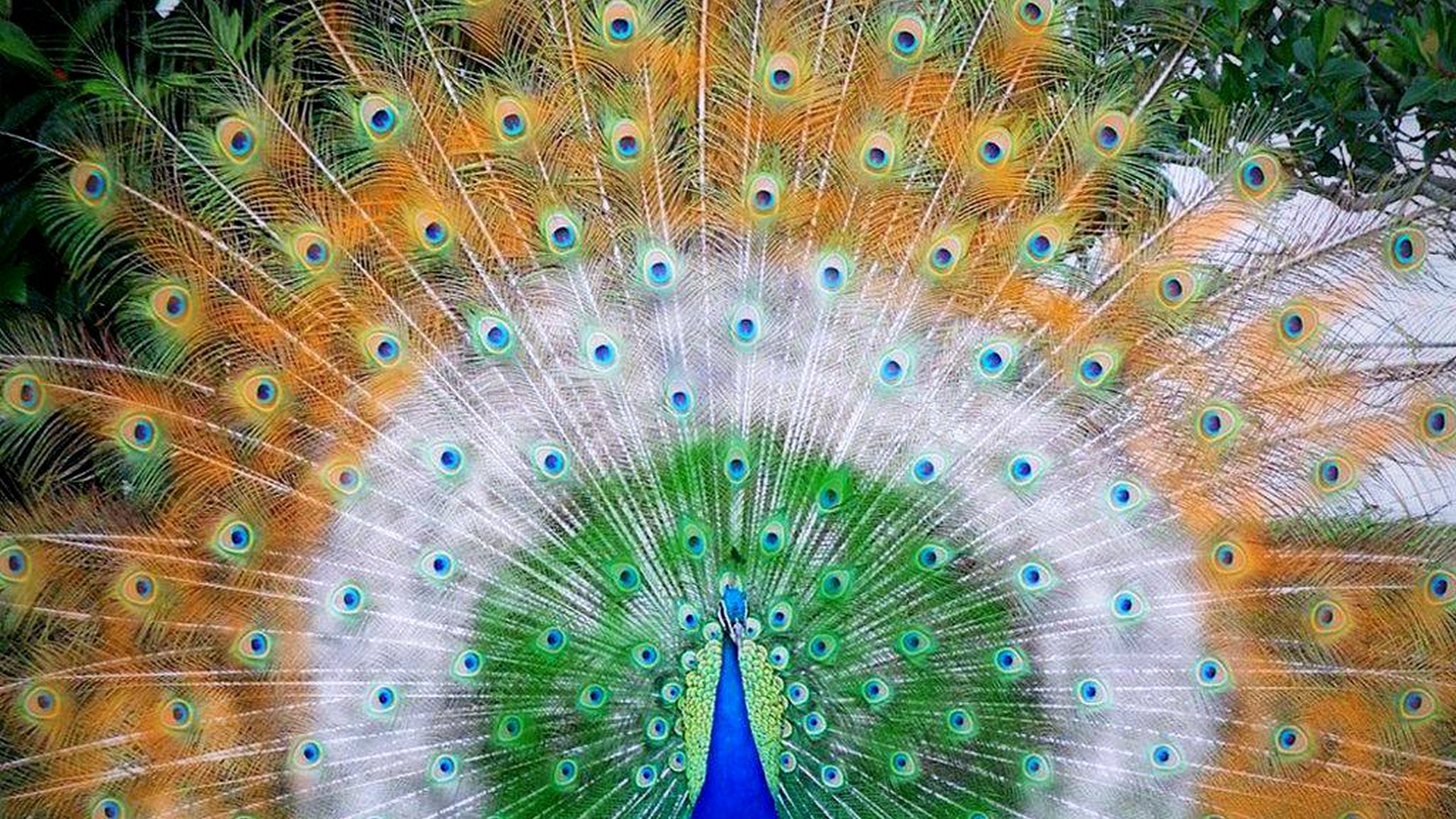 peacock wallpaper cute