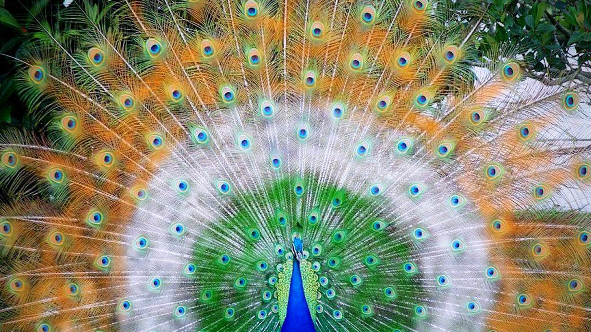 Beautiful Peacock Wallpaper HD