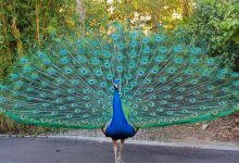 Beauty Peacock Wallpaper