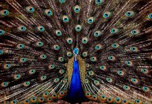 Beauty Peacock Wallpaper HD