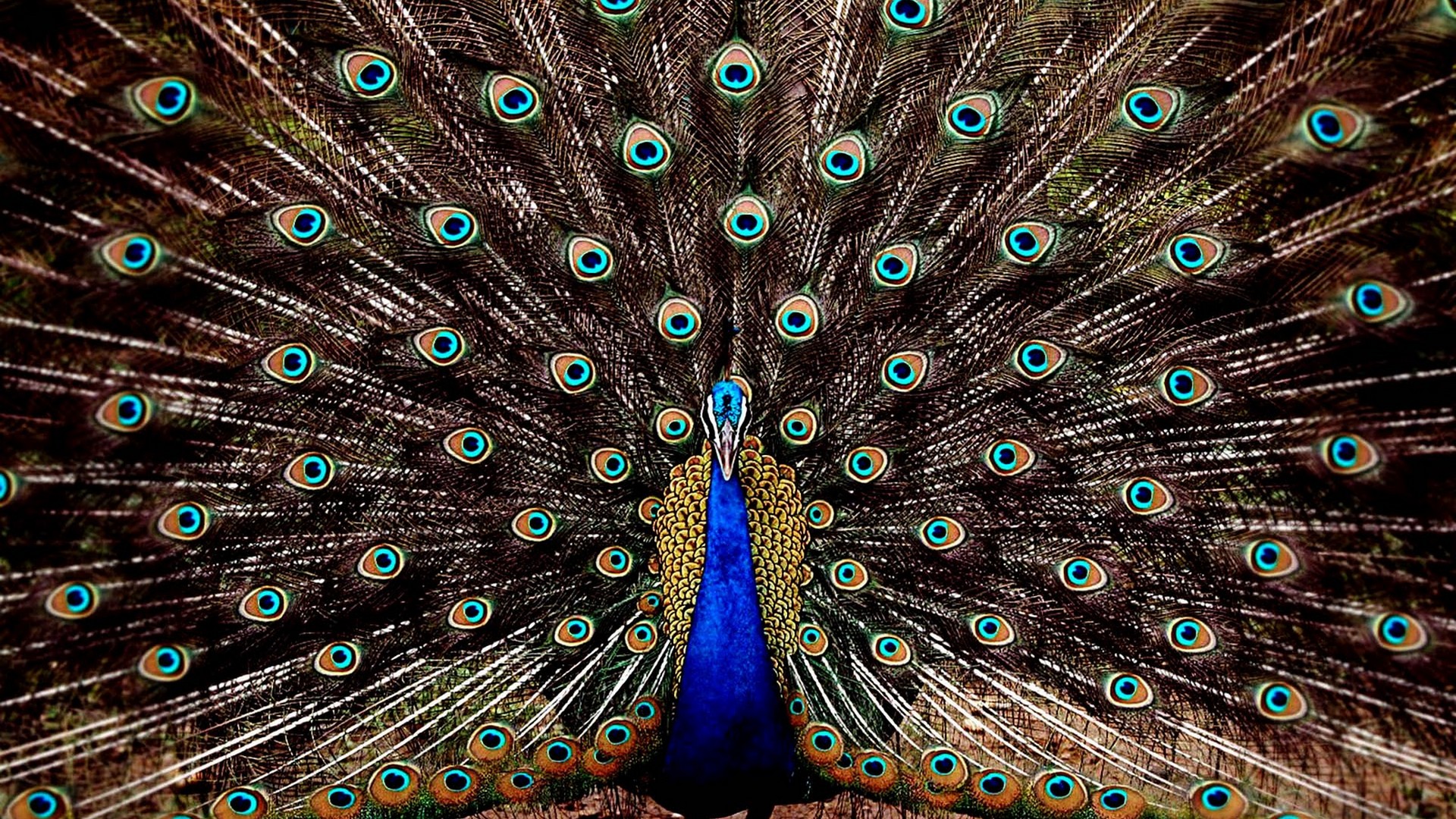 Beauty Peacock Wallpaper HD 1920x1080