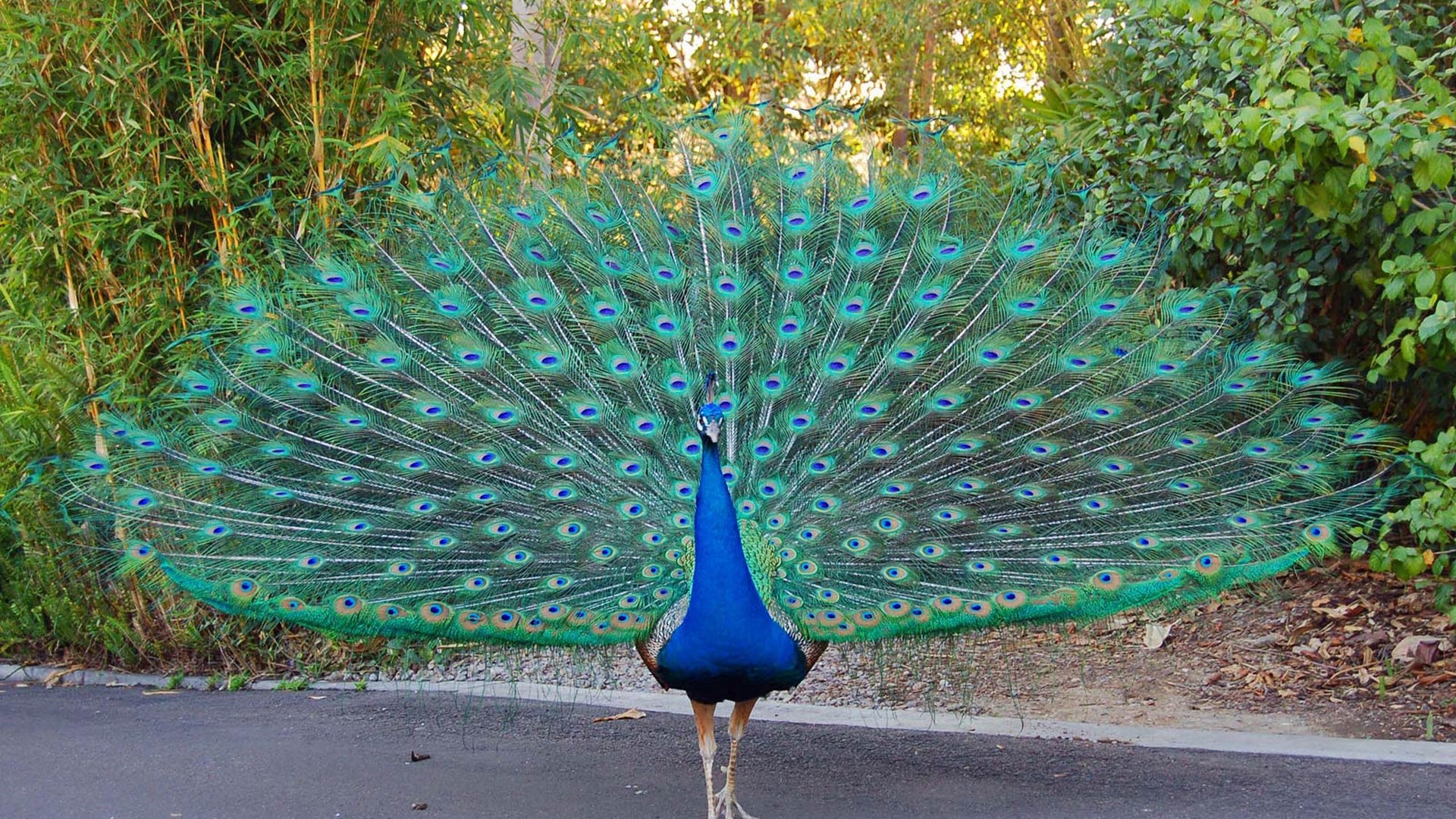 Beauty Peacock Wallpaper