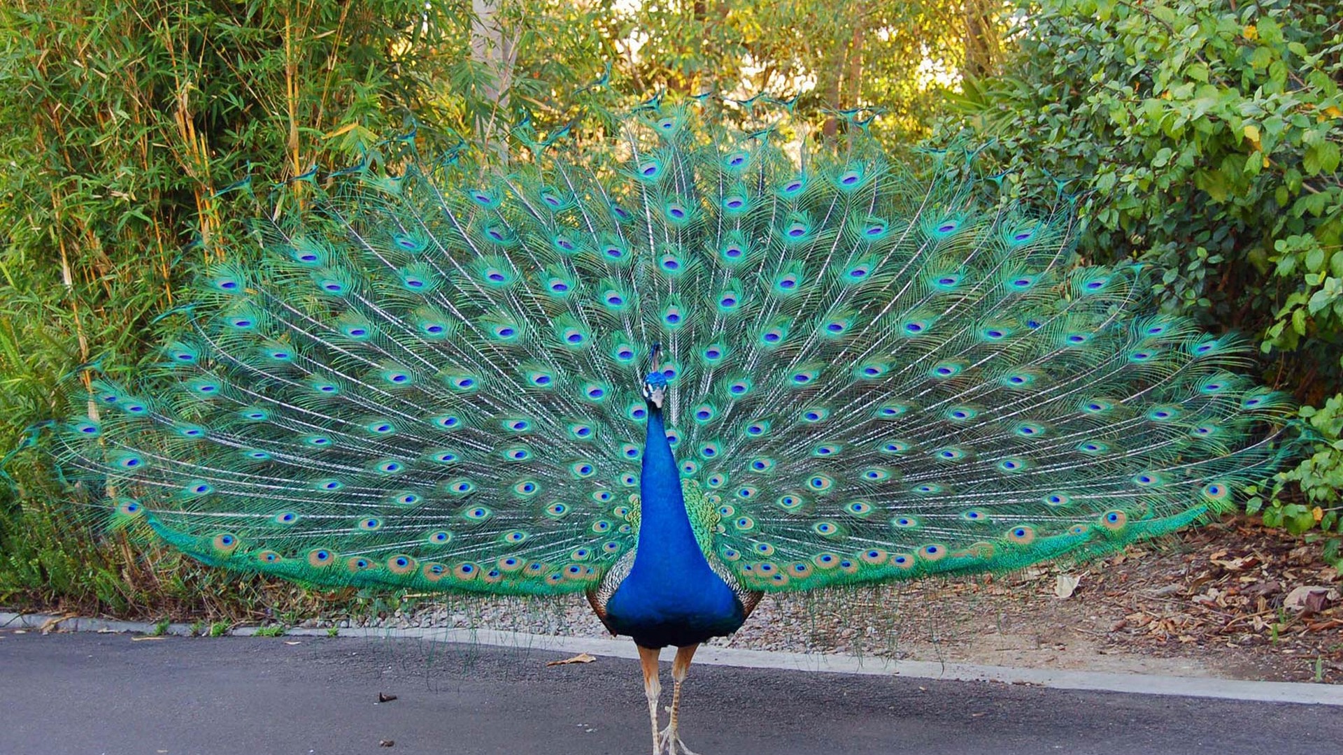 Beauty Peacock Wallpaper 1920x1080