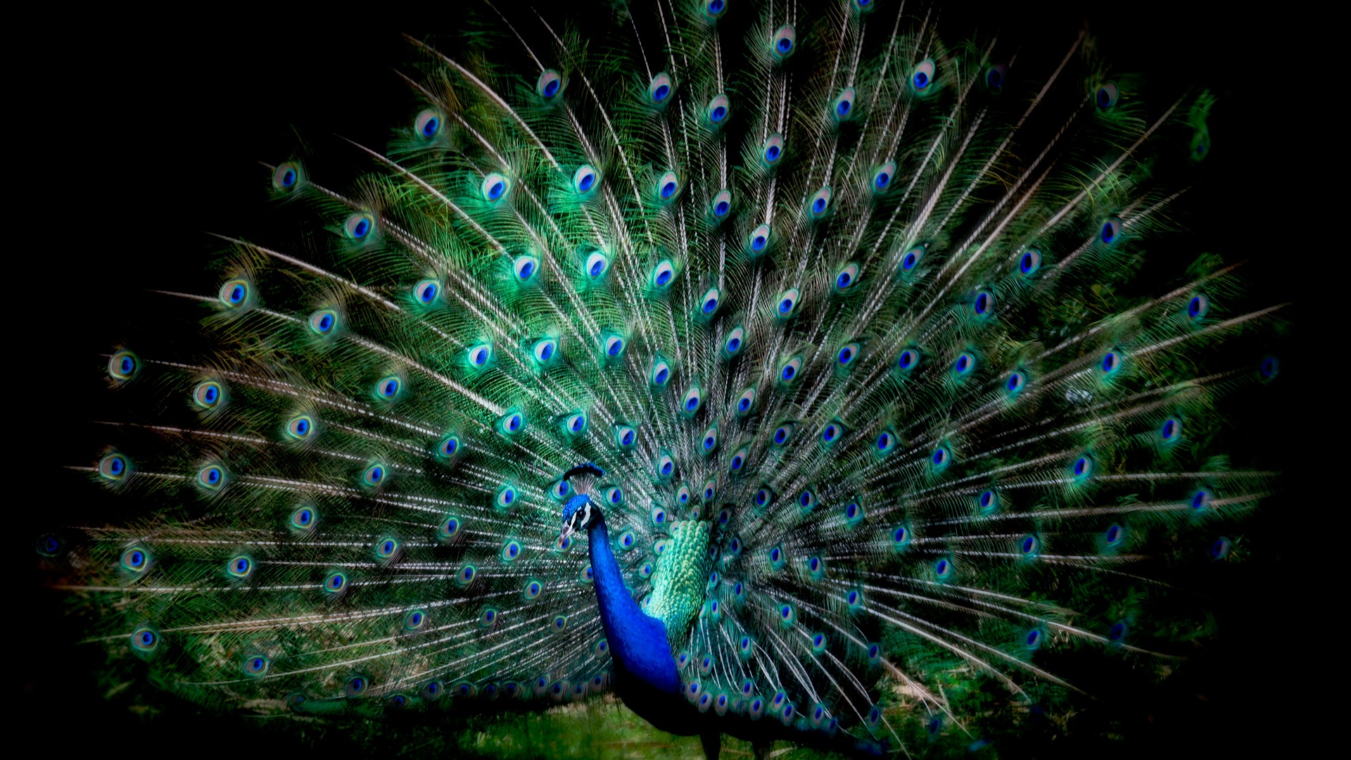 Blue Peacock Wallpaper