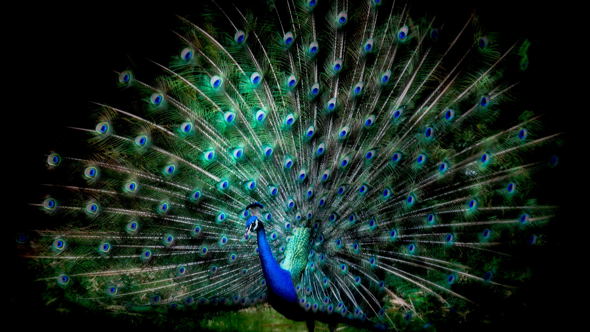 Blue Peacock Wallpaper 1920x1080