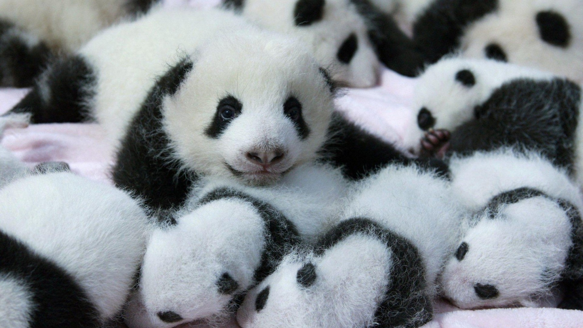 Cute Baby Panda Wallpaper