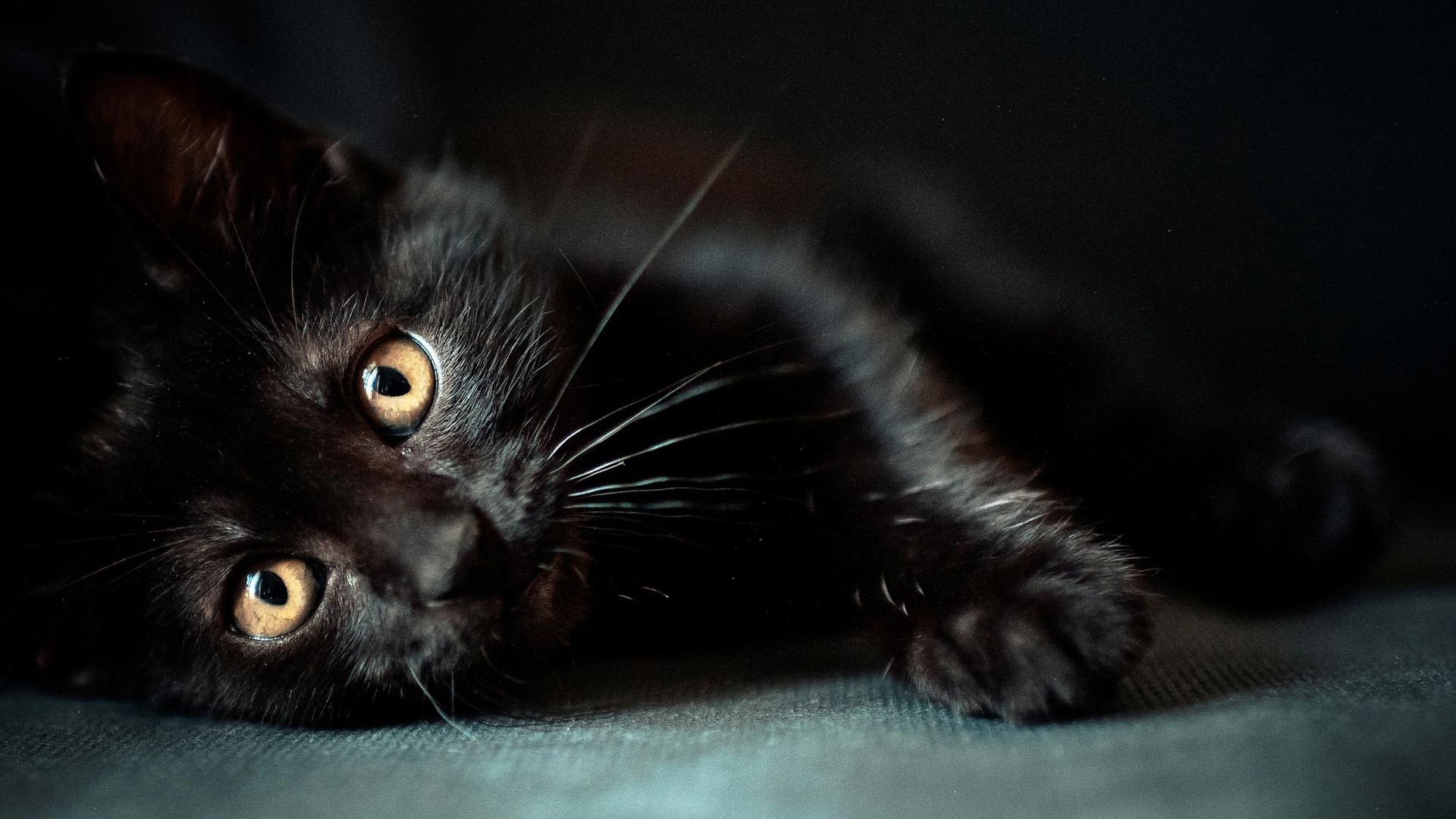 Cute Black Cat Wallpaper 1920x1080