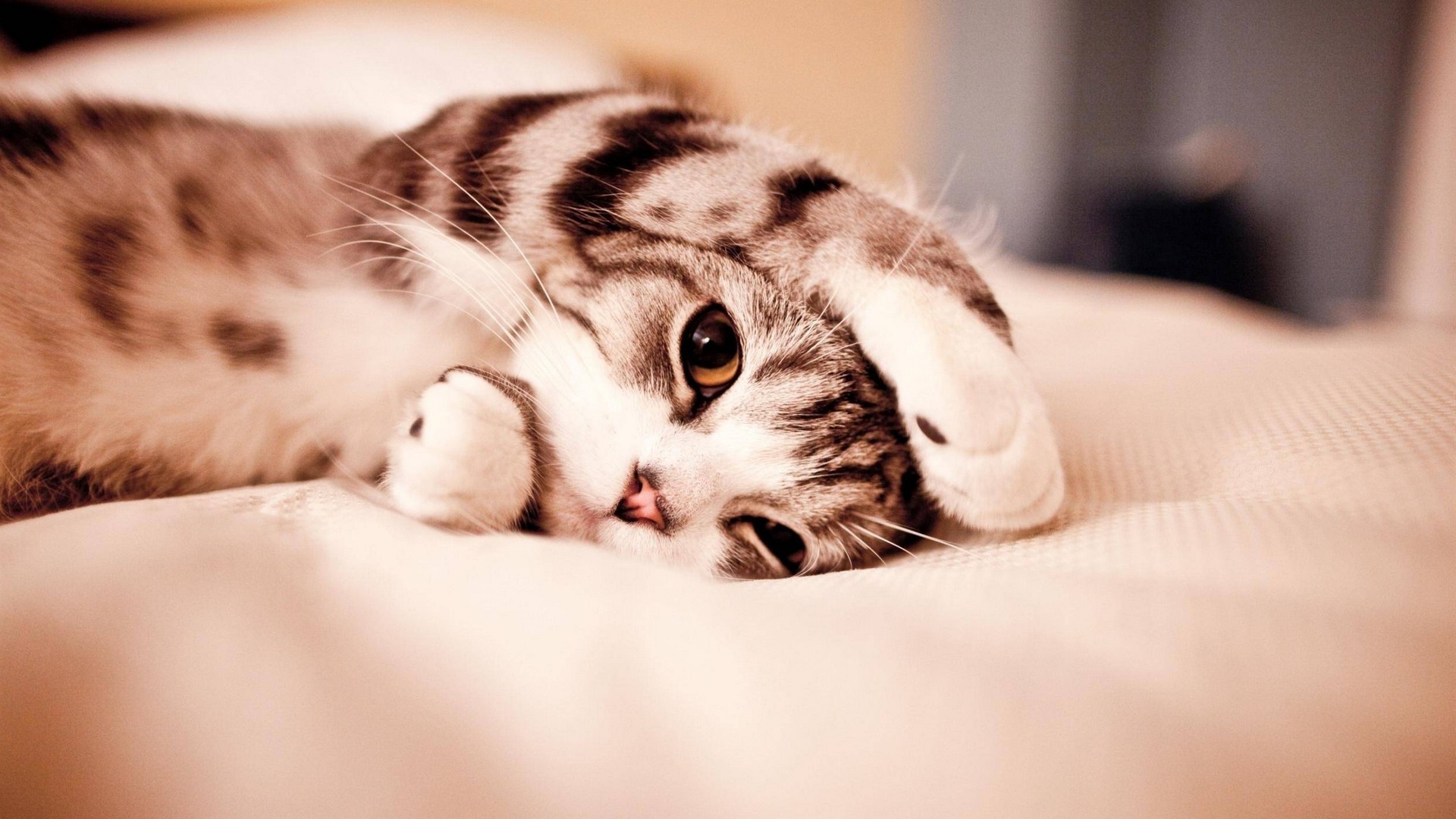 Cute Cat Wallpaper HD 1920x1080