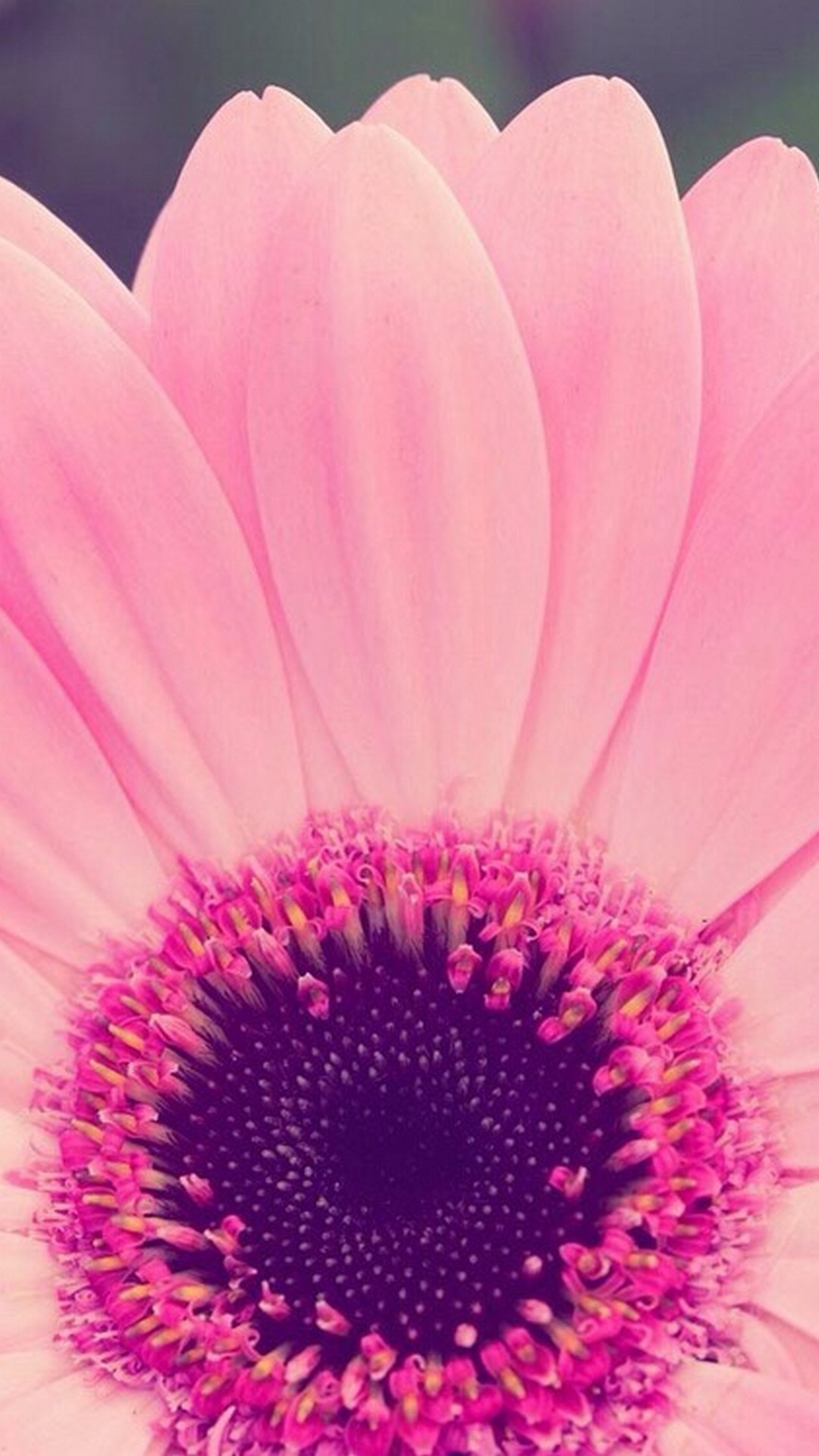 Flower Girly Wallpaper For Phones