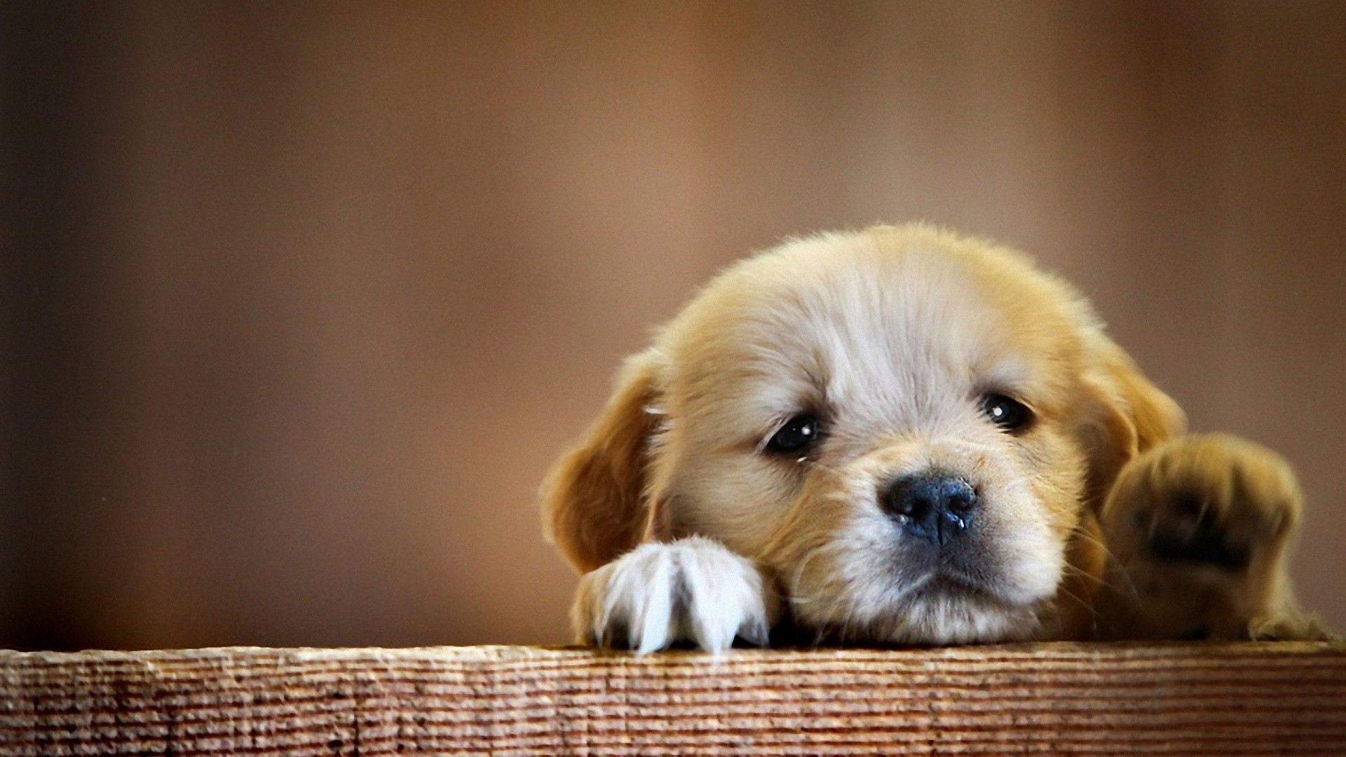 HD Cute Puppy Wallpaper