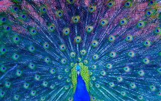 HD Peacock Animal Wallpaper