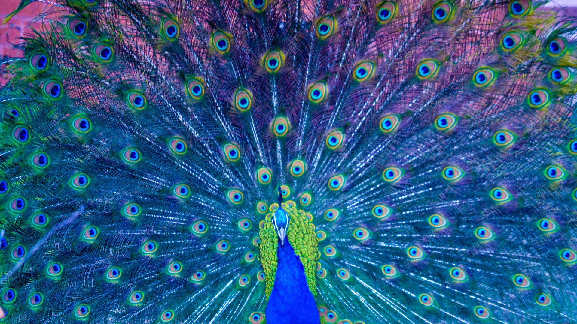 HD Peacock Animal Wallpaper 1920x1080