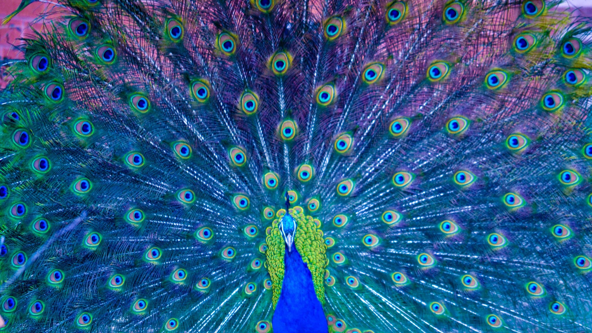 HD Peacock Animal Wallpaper