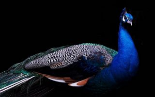 HD Peacock Bird Wallpaper