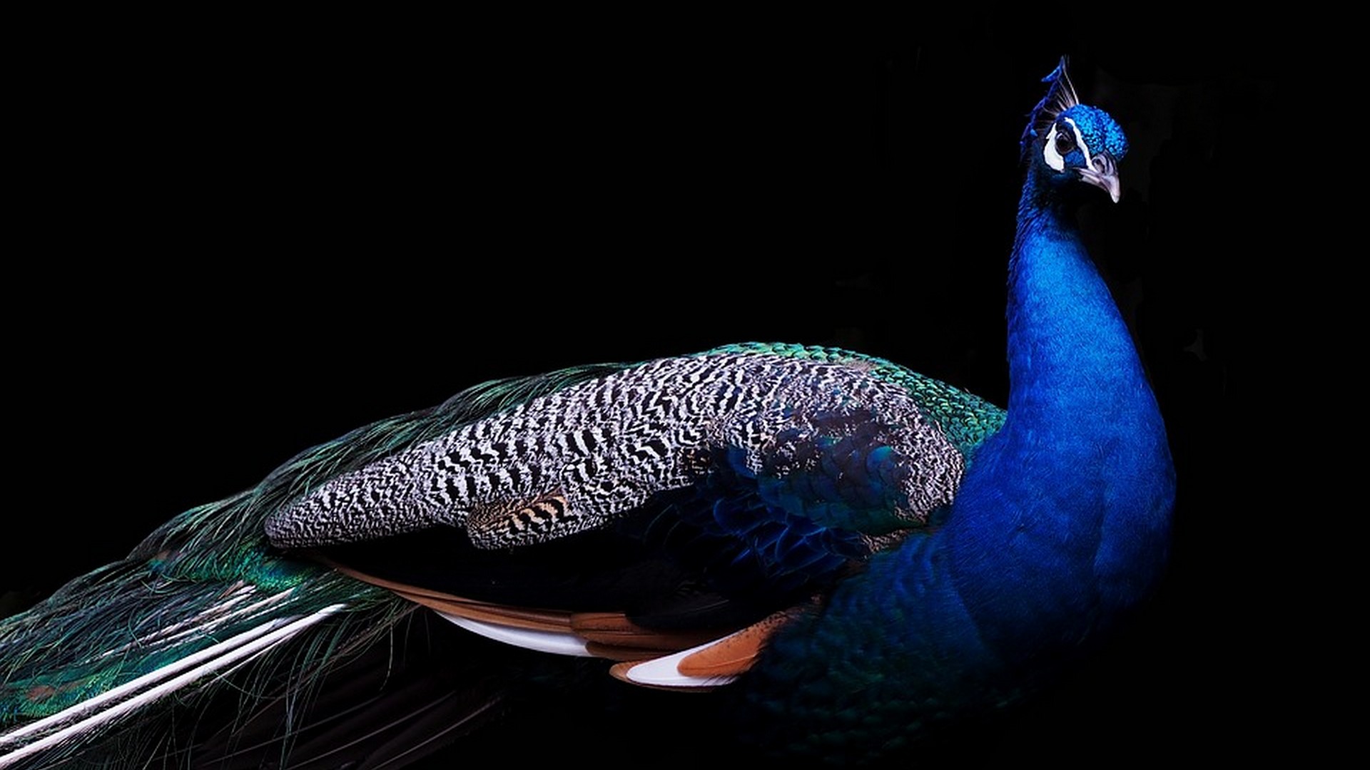 HD Peacock Bird Wallpaper