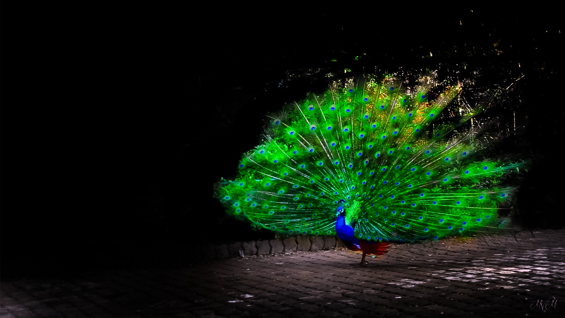 Peacock Bird Wallpaper 1920x1080