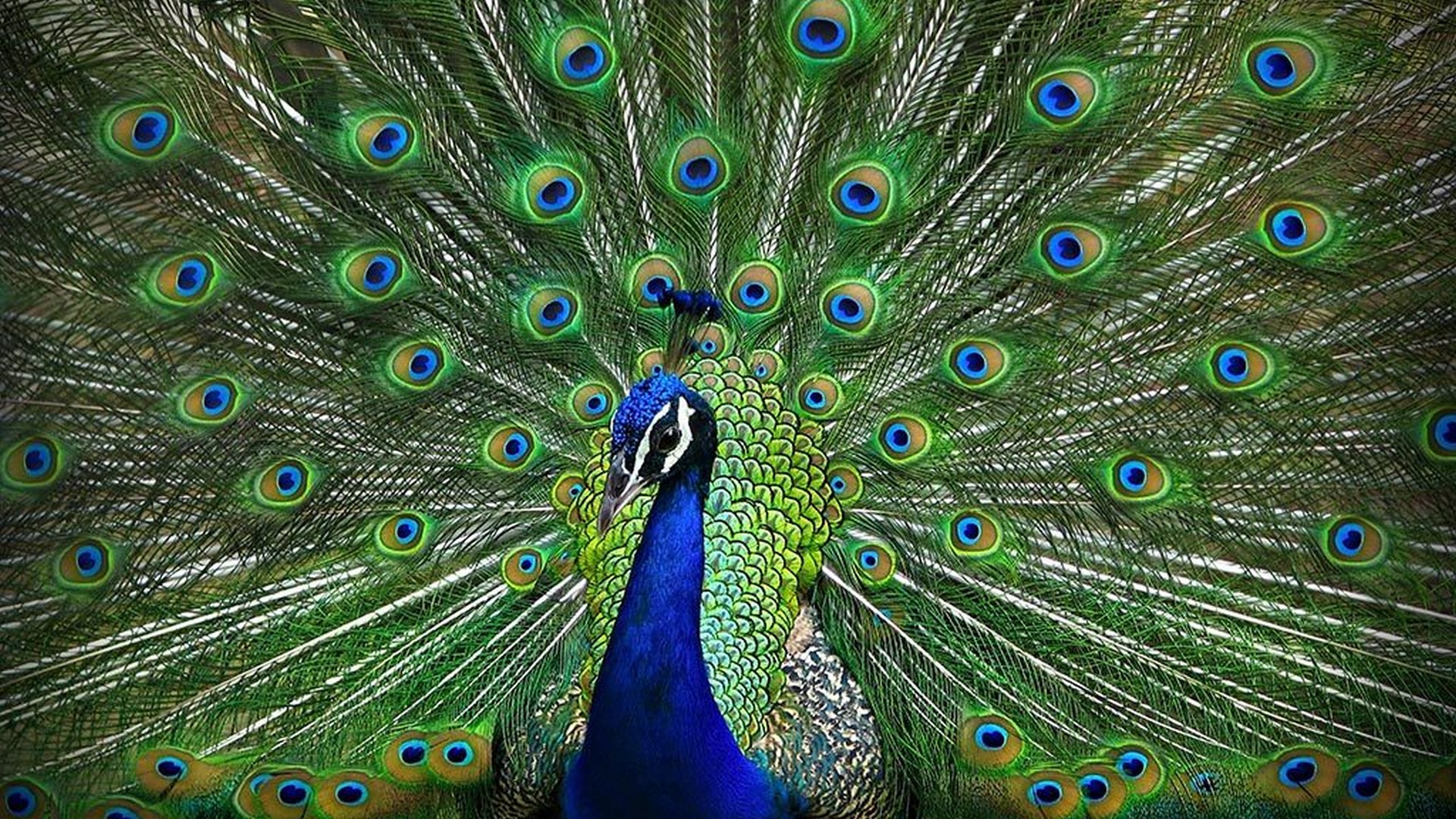 Peacock Desktop Wallpaper 1920x1080