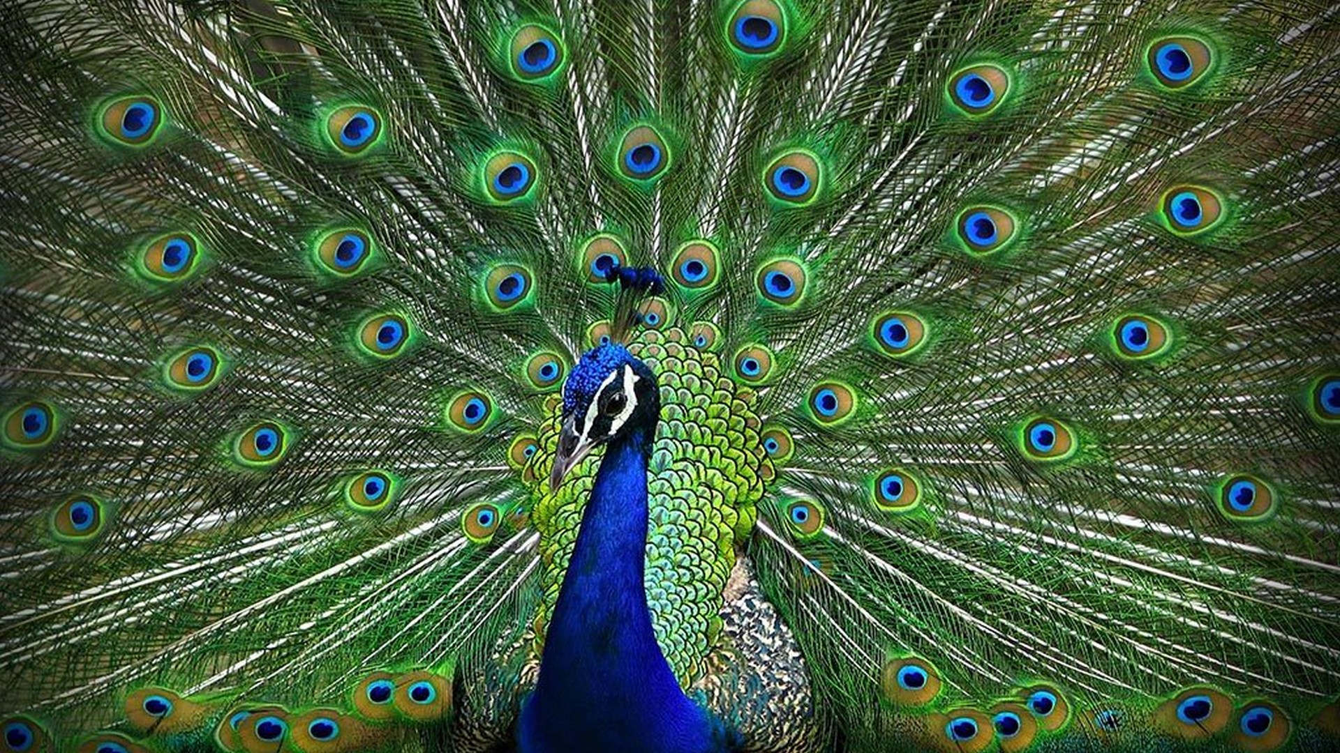 Peacock Desktop Wallpaper