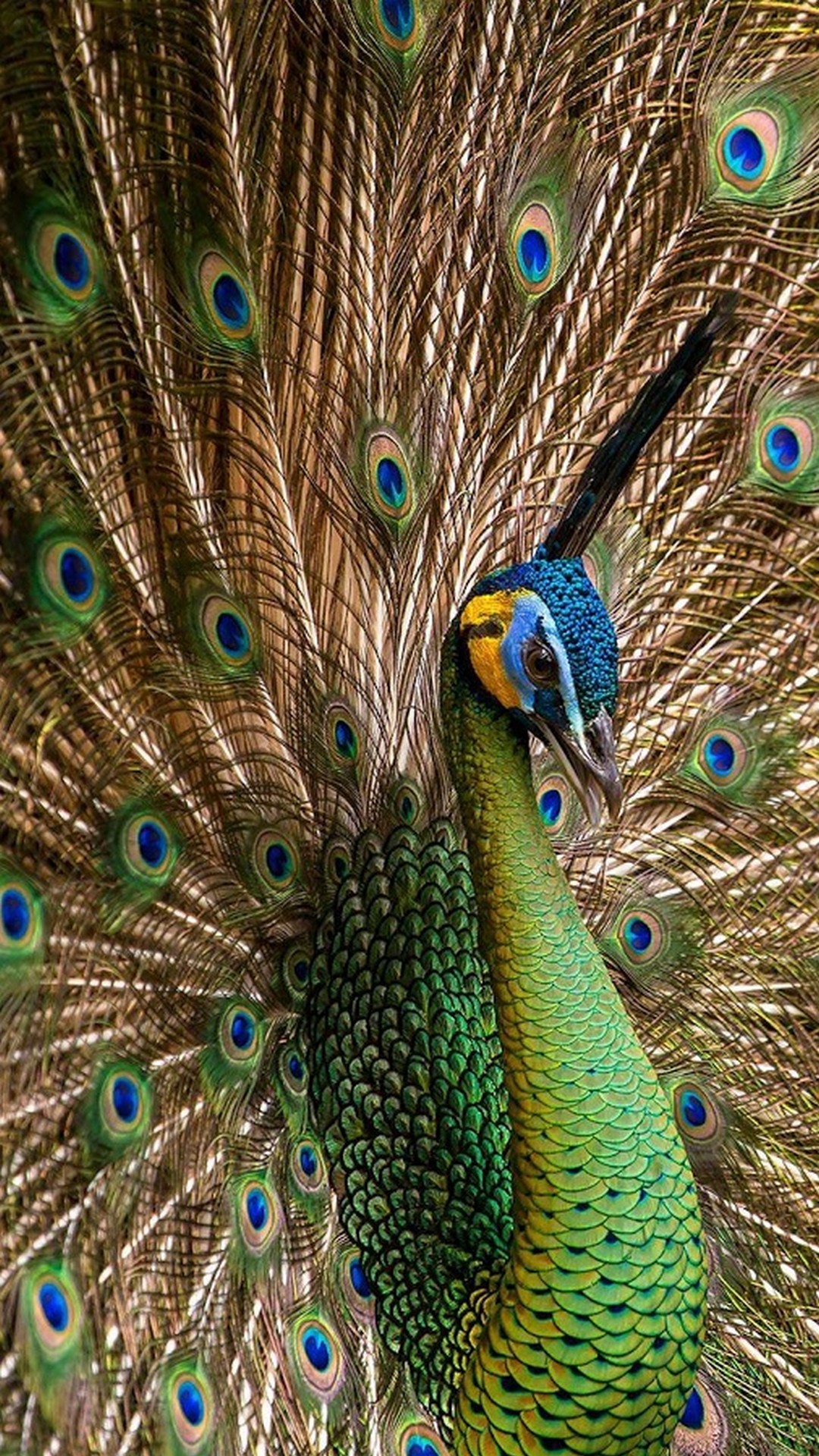 Peacock Wallpaper Android 1080x1920