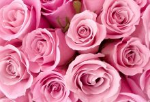 Rose Pink Flower Wallpaper HD