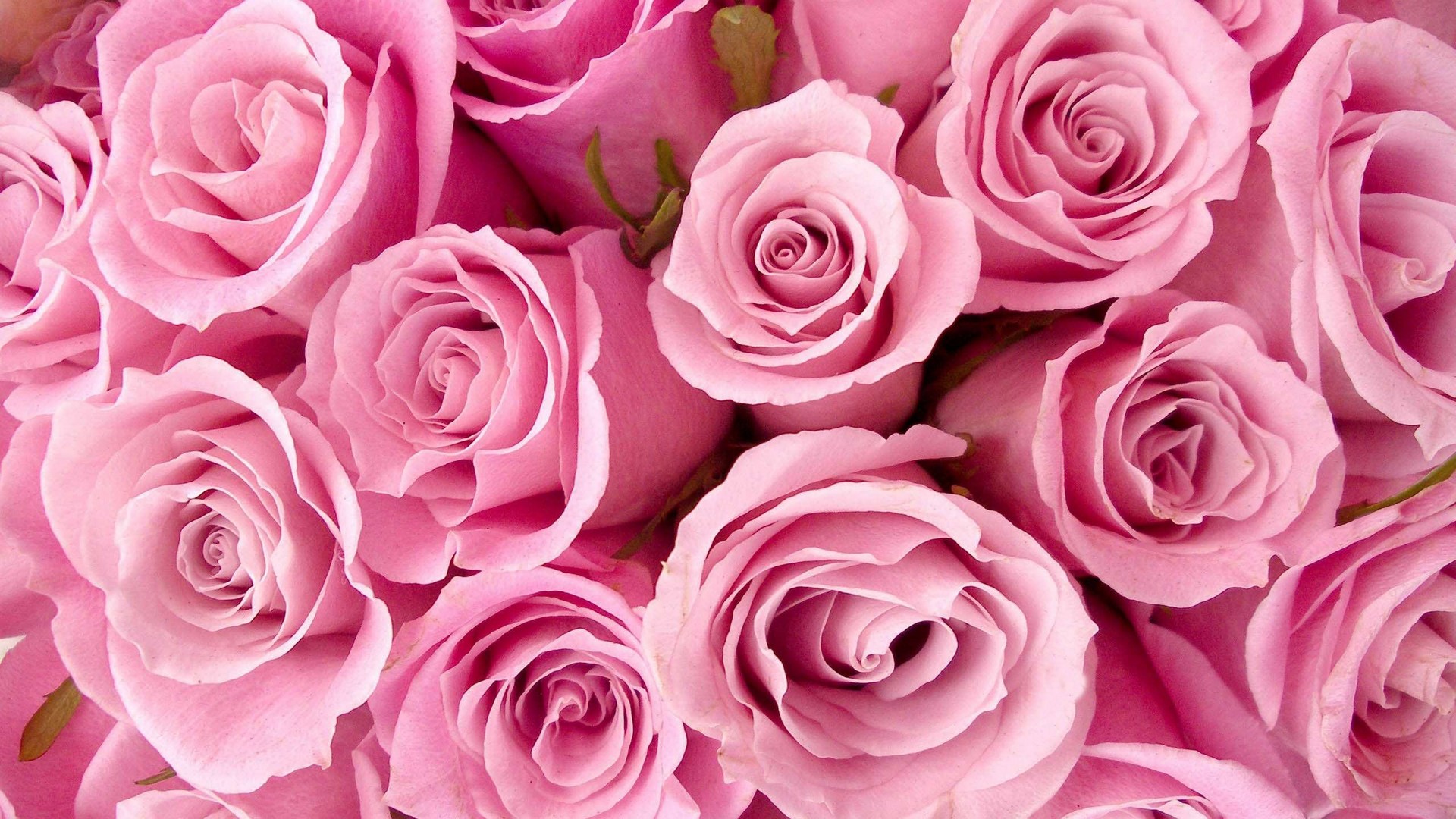 Rose Pink Flower Wallpaper HD