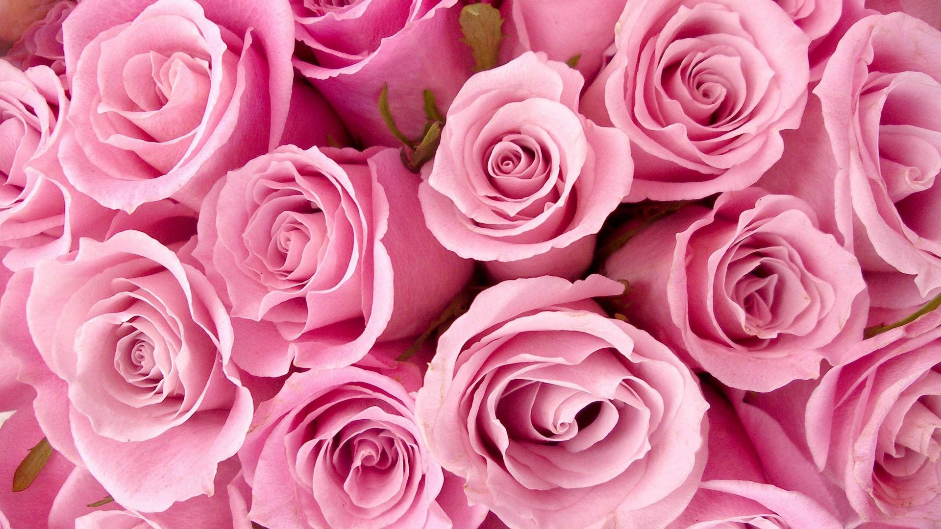 Rose Pink Flower Wallpaper HD 1920x1080