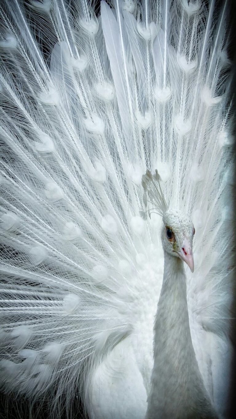 White Peacock Wallpaper Android ~ Cute Wallpapers