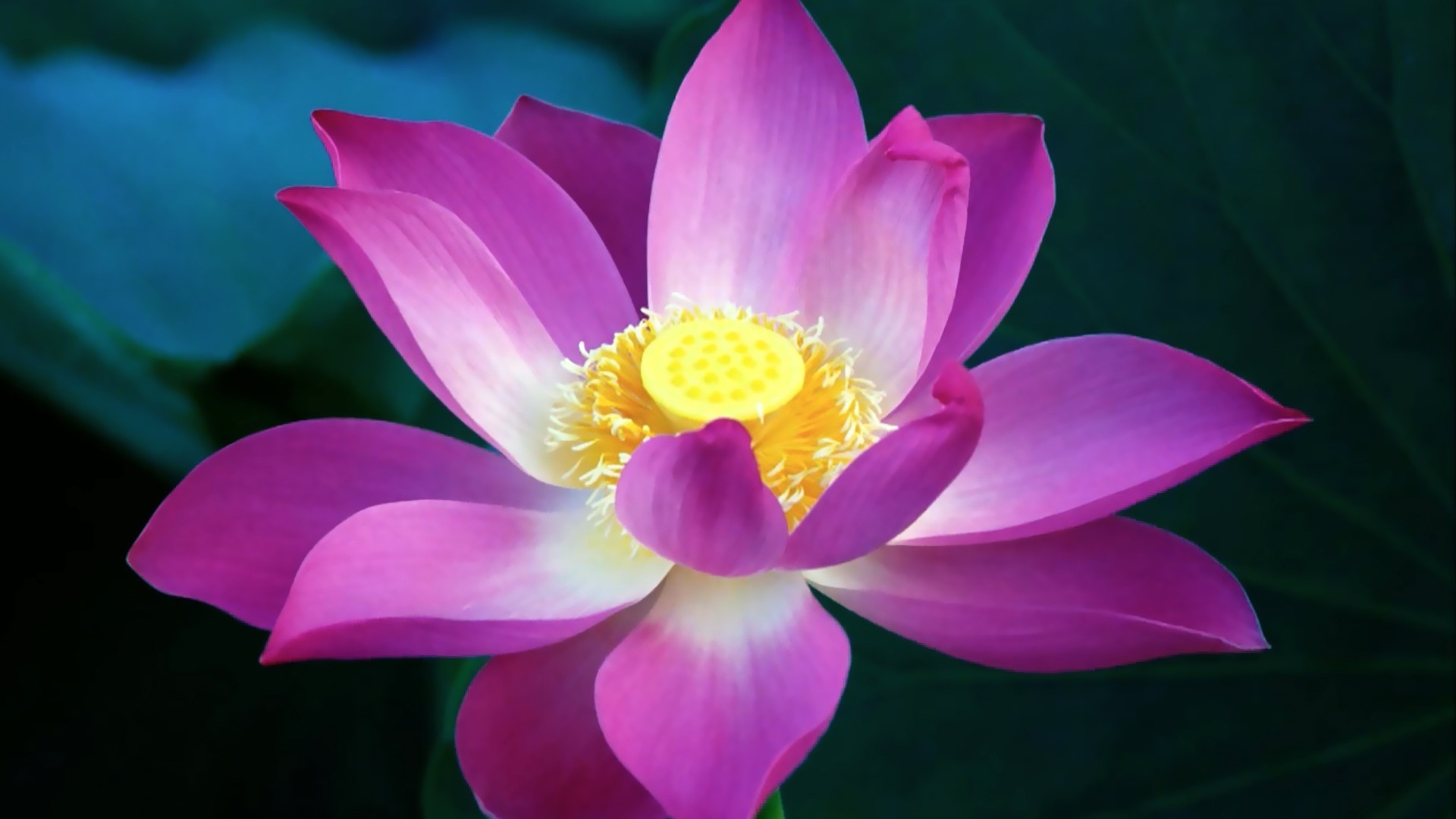 3D Pink Lotus Flower Wallpaper