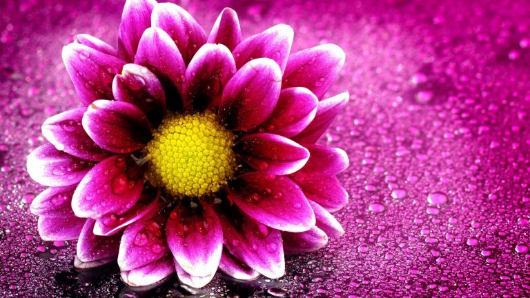 Beauty Flower Wallpaper HD ~ Cute Wallpapers 2022