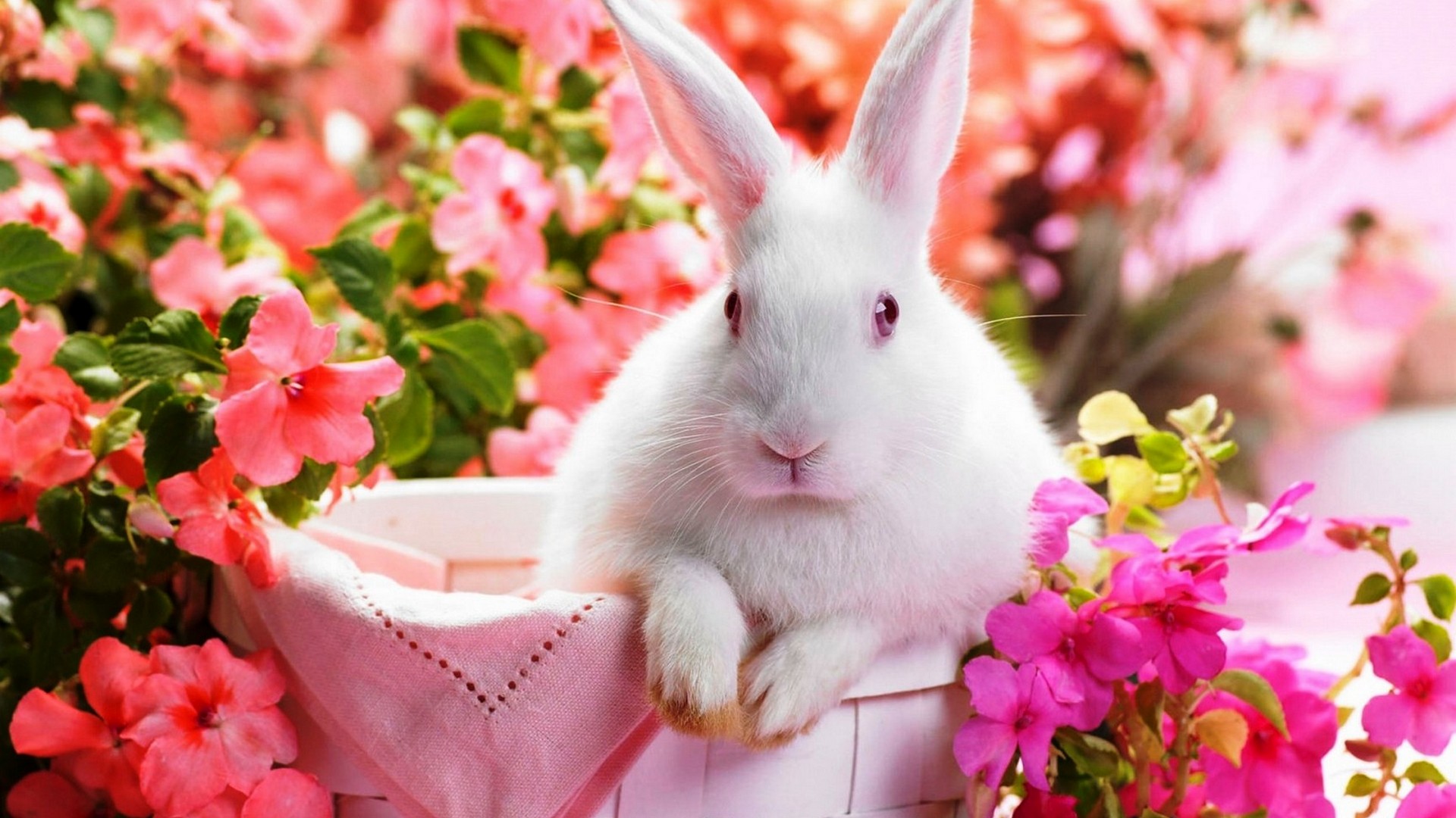 Cute Rabbit Wallpaper HD 1920x1080