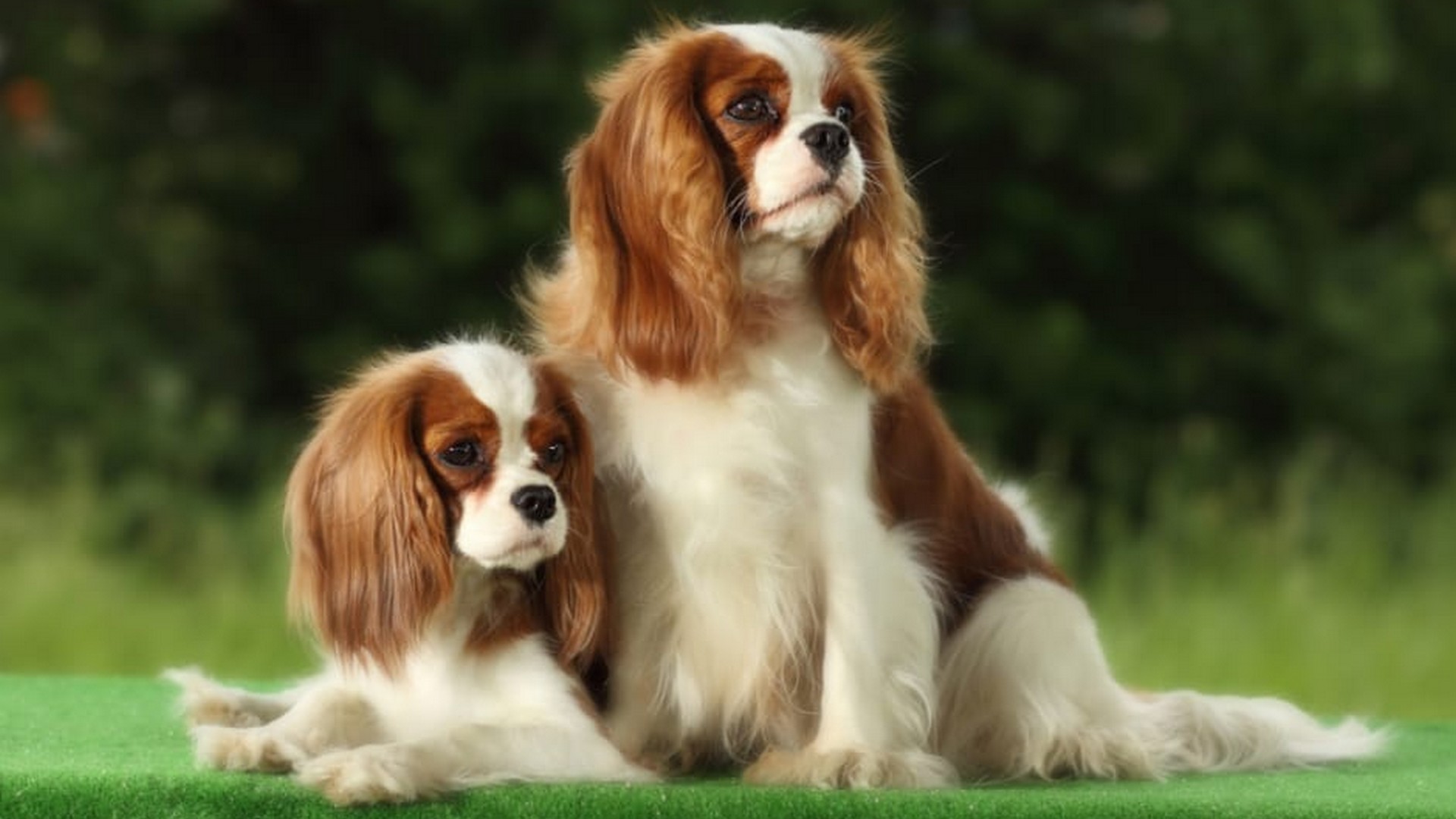 Dogs Wallpaper HD 1920x1080