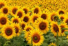 HD Wallpaper Sunflowers