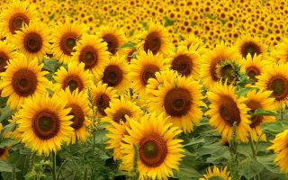 HD Wallpaper Sunflowers