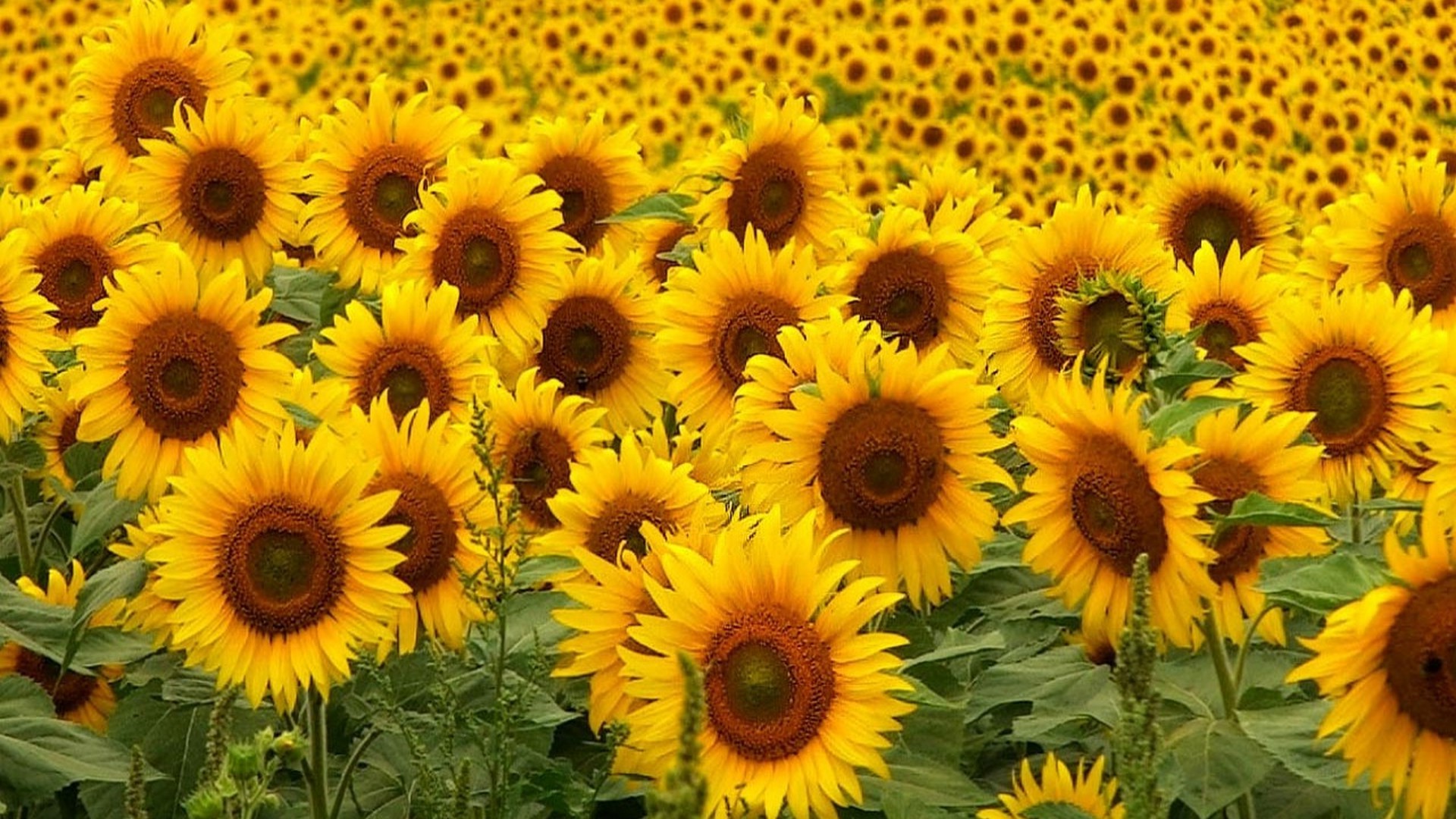 HD Wallpaper Sunflowers – Cute Wallpapers 2022