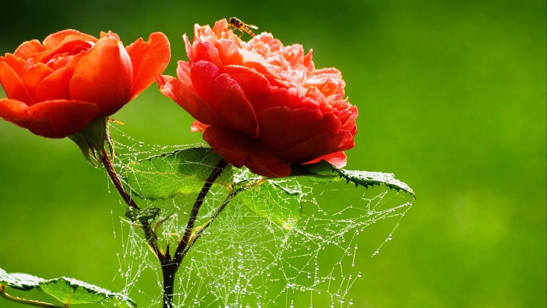 Orange Flower Wallpaper HD