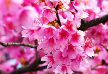 Pink Cherry Blossom Wallpaper HD