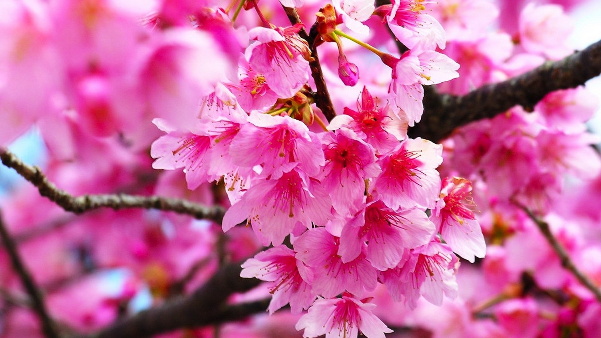 Pink Cherry Blossom Wallpaper HD