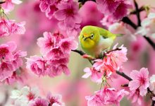 Pink Flower Wallpaper Green Bird
