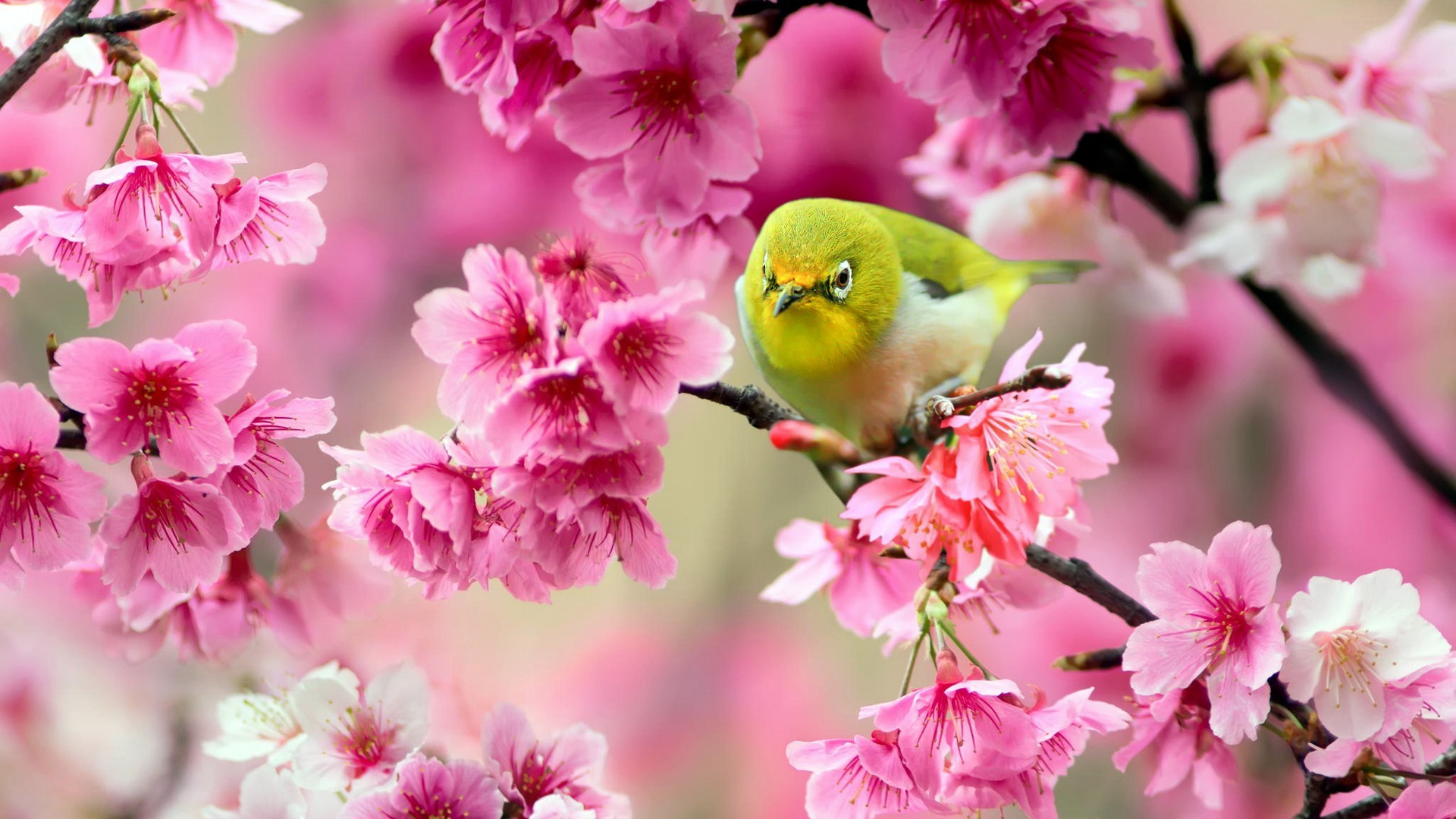 Pink Flower Wallpaper Green Bird 1920x1080