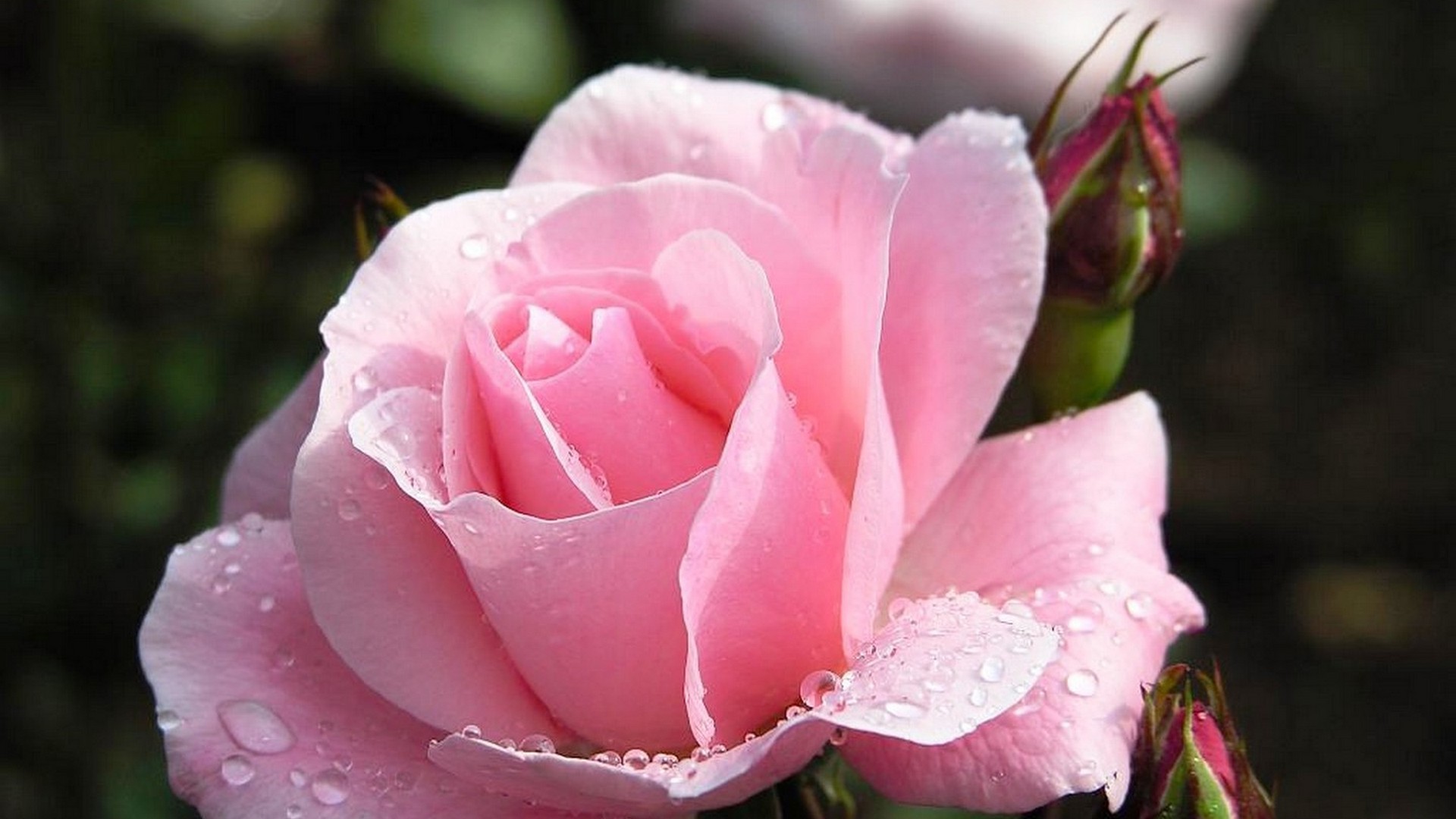 Pink Rose Wallpaper Flower