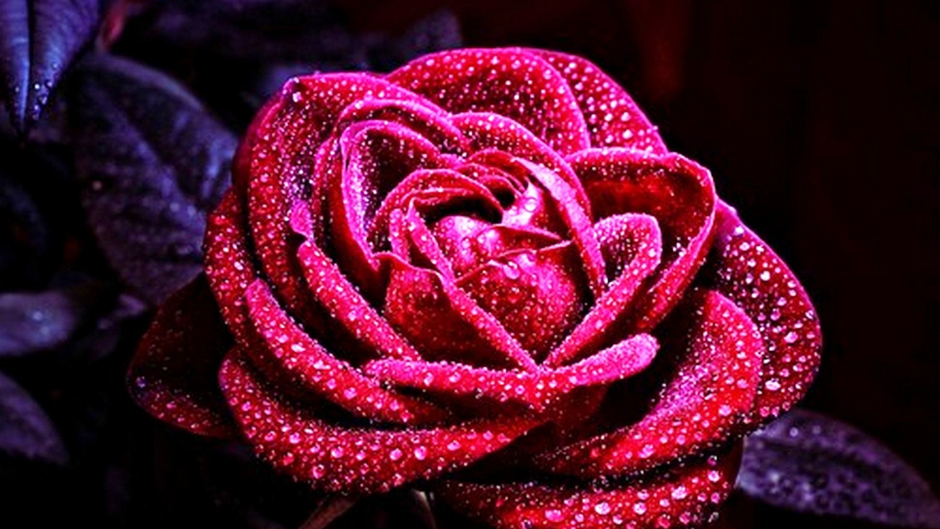 Red Rose Wallpaper