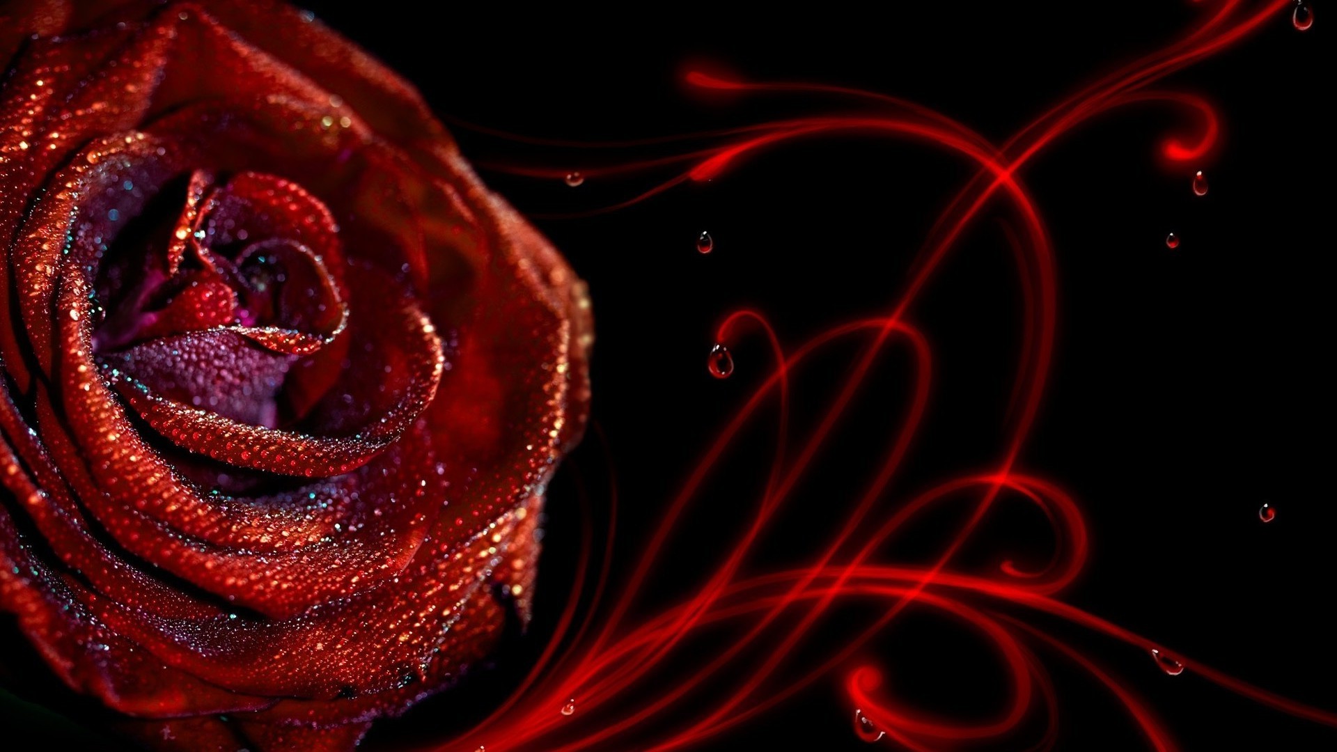 Rose Wallpaper HD