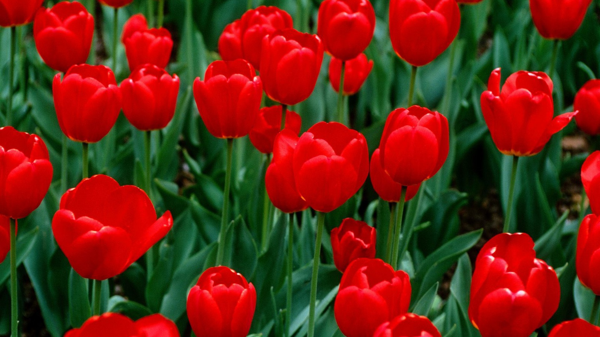 Wallpaper Red Tulips Flower 1920x1080