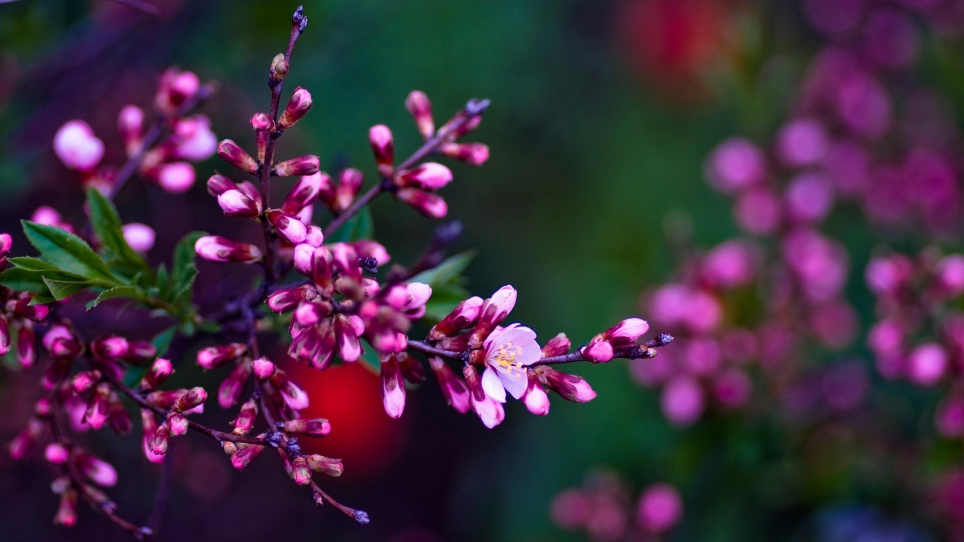 Wallpaper Spring Flowers HD 1920x1080